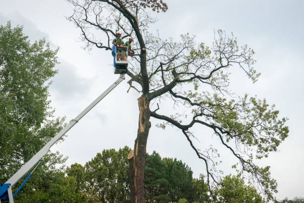 Best Tree Health Inspection  in Fredericksburg, TX