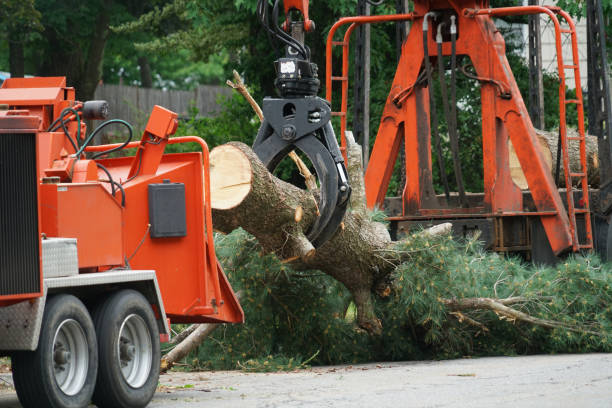 How Our Tree Care Process Works  in  Fredericksburg, TX