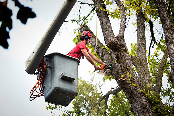  Fredericksburg, TX Tree Services Pros